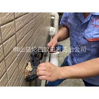 大沥建筑灭治白蚁工程